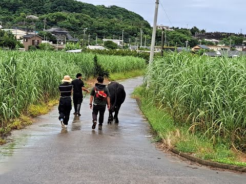 Tokunoshima Bull Care Experience