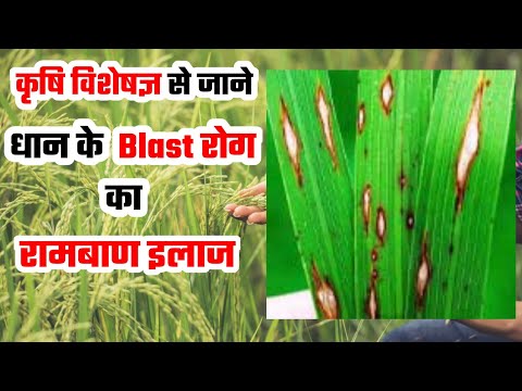 Rice Blast का रामबाण इलाज | Aise karein Rice Blast Ka 100% Control