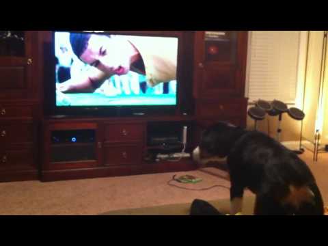 Crazy dog hates Happy Gilmore