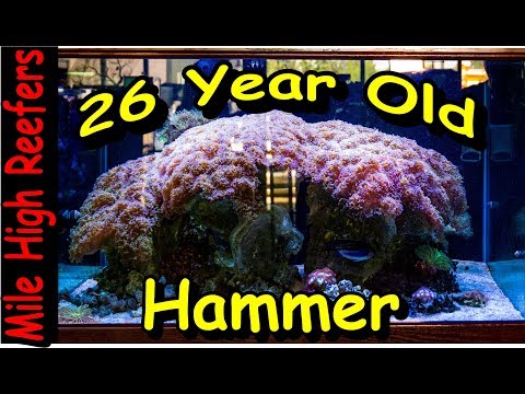 26 Year old Hammer Coral