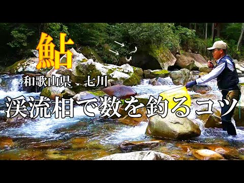 鮎釣り　変化に富んだ渓流相の釣り方【竿抜け攻略】