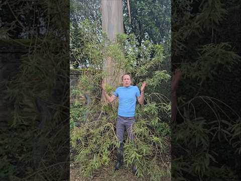 Lemon Verbena (aloysia citrodora) #adventure #explore #permaculture #gardening #ideas #motivation