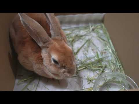 部屋とうさぎと忘年会