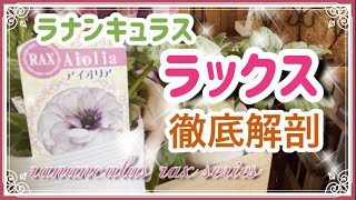 《絶対来る宿根草！憧れのお花ラナンキュラスラックスを徹底解剖！植え付け実演！》丈夫で育てやすくなったラナンキュラスの魅力～特性～管理方法まで