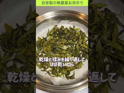 お茶の木2本の新芽で無農薬の自家製お茶作り