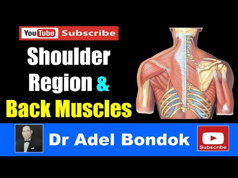 Muscles of the Shoulder Region and the Back, Dr Adel Bondok