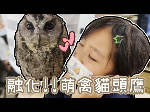 猛禽也是萌禽!! 貓頭鷹怎麼那麼可愛~ ♪ 隻隻