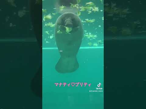 人魚の原型マナティ❤️プリティ