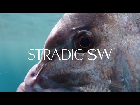 Shimano Stradic SW | North Coast Snapper with Mark Healey and Chris Henry