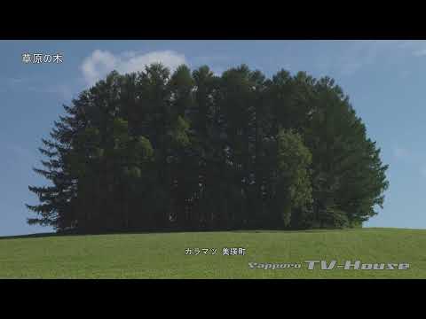 8K 草原の木 Prairie Tree