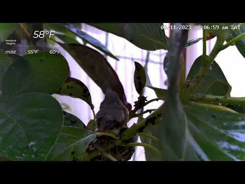 Flora's Various Feeding Positions as Avo is on the Edge of Fledging Mar 11 2023