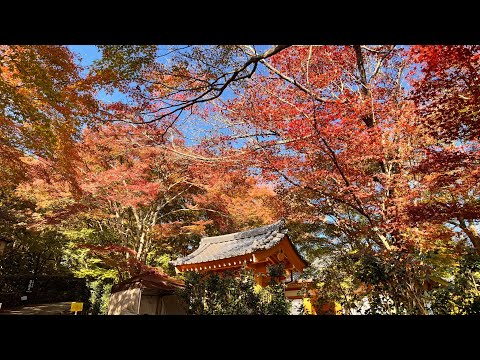 常寂光寺的紅葉 - Red Leaves @ Jojakkoji Temple on 11-19-2023