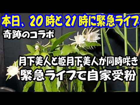 【２台のカメラで緊急ライブ】月下美人と姫月下美人が同時に咲きました❢ライブで自家受粉をやっちゃいますね「月下美人愛好会」