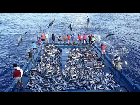 Incredible Fast Tuna Fishing Skill - Amazing Japanese Tuna Processing