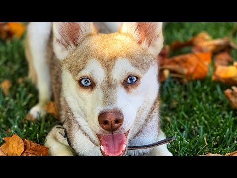 Alaskan Klee Kai - Top Dog Facts About the Klee Kai That You Must Know!