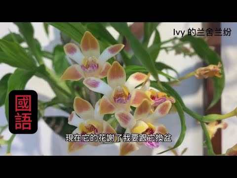 蘭花（181）（國語）吉西蘭花後分株換盆 Chysis limminghei