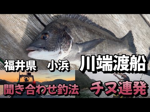 福井県、小浜湾、川端渡船、チヌの数釣り、良型も交じって筏の上は祭り状態！美しい風景の中思う存分釣りまくり！これだからかかり釣りはやめられません。