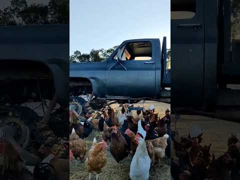 chicken tractor 🚜 | pastured poultry farm #poultryfarming #truck