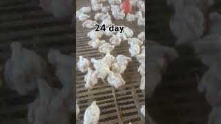 #youtube #birds #chickenfarming #youtubeshorts #farming #poultrydays