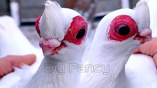 BEST and BIGGEST fancy pigeon breed in the WORLD COLLECTION! Fancy Pigeon farm & fancy pigeon video