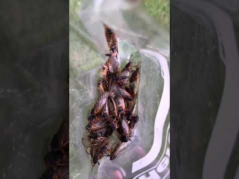 How to cook cicadas with butter