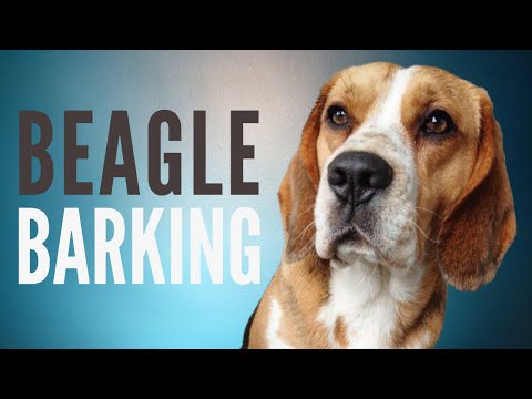 Beagle Barking Sound Effect | 6 Minutes