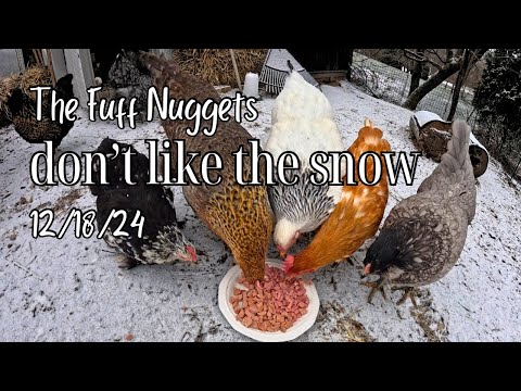 How I got my chickens to walk in snow