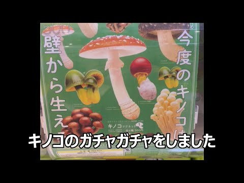 キノコのガチャガチャ　500円