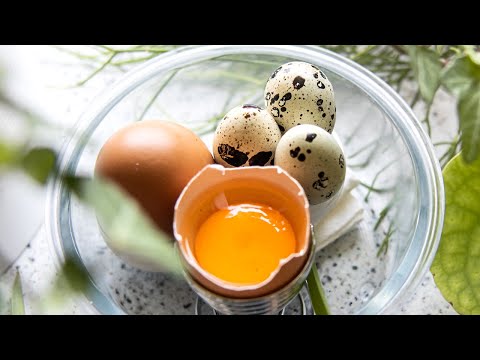 the EASY GUIDE to eggs for dogs and cats