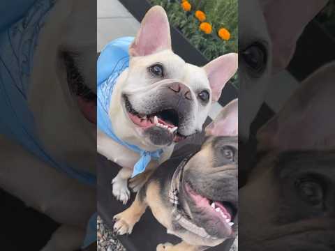 French Bulldogs Waiting for Treats | Are You Having Any Fun #Shorts #Dog