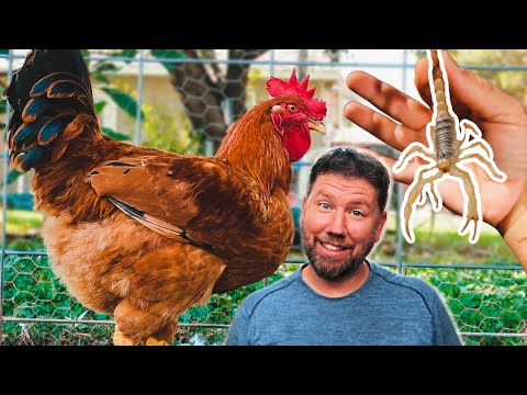 Chicken vs. Scorpion! (breakfast for our Arizona backyard chickens)