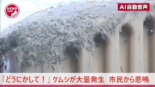 「どうにかして！」白いケムシが"ウジャウジャ"大量発生　公園の遊具がまるで毛皮に覆われたように…  ムシ嫌いの市民から"苦情や助けを求める声" 700件以上も殺到　北海道函館市