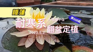 家庭睡蓮、荷花種植 EP08 - 耐寒系睡蓮翻盆與定植