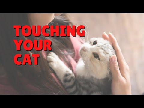 Examining Cat’s Ears, Teeth and Paws | Two Crazy Cat Ladies