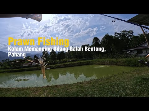 Prawn Fishing: Kolam Memancing Udang Galah Bentong Pahang (Target: Giant Fresh Water Prawn)