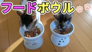 【これは便利】猫壱さんの脚付フードボウルを購入しました I bought a food bowl