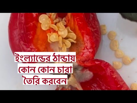 ইংল্যান্ডের ঠান্ডায় কোন কোন চারা তৈরি করবেন