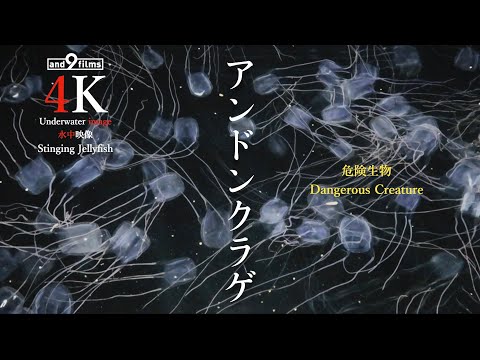 【衝撃】危険生物アンドンクラゲの大群！Carybdea brevipedalia