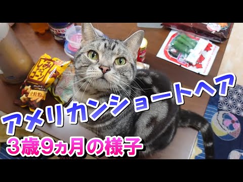 ダイエットもぼちぼち３歳９ヵ月の様子（アメリカンショートヘア）