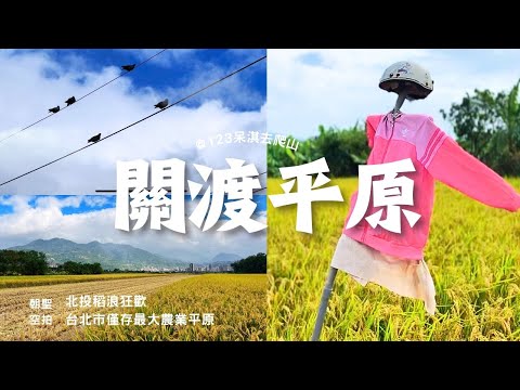 【關渡平原】🚁空拍直擊北投稻浪狂歡｜🎤稻香的浪漫｜🌾關渡平原金黃稻香世界！