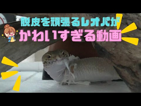 脱皮を頑張るレオパが可愛すぎる！