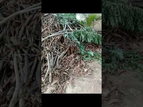 PUPPIES FOUND/RESCUED PUPPIES by ANAK BUKID