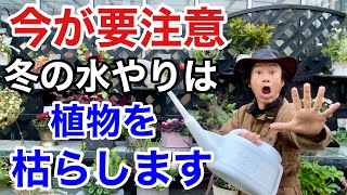 【それ間違ってます】冬でも枯らさない正しい水のやり方教えます　　　　【カーメン君】【園芸】【ガーデニング】【初心者】