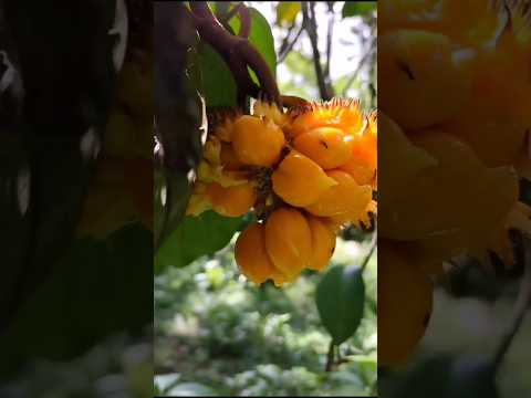 Special small jackfruit😋😋Subscribe me#shorts#fruits #fruitcutting #harvesting #viral #english