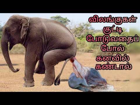 விலங்குகள் பிறப்பதைப் போல் கனவில் கண்டால் | animal giving birth in dream |dream interpretation