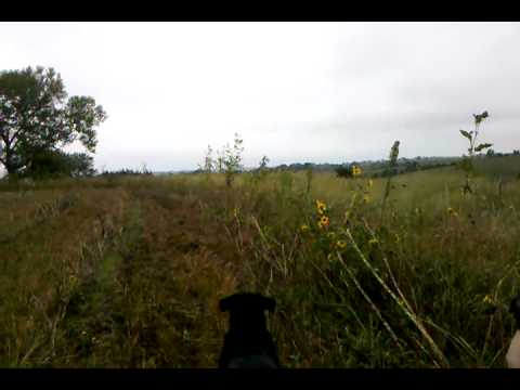 Nebraska Dove Hunting