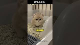 新手养猫，哪些必须买，哪些可以省？