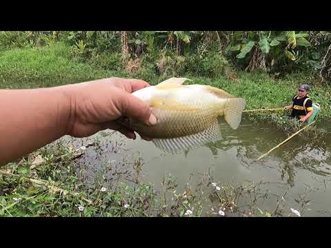 Wear an electric stimulator to hunt giant fish hidden in the swamp