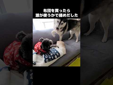 布団を買ったら誰が使うかで揉めだした猫と犬達...笑#shots