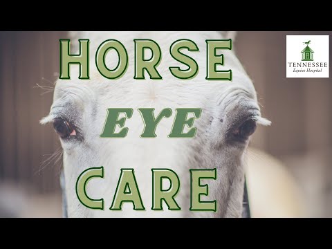 Everything You Need to Know About Equine Eye Care